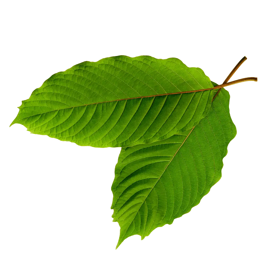 Fresh Indonesian kratom leaves